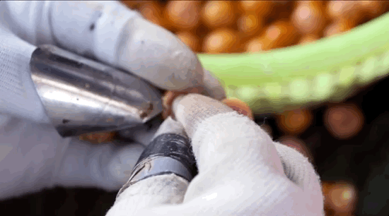 同裡雞頭米好吃有何秘訣？