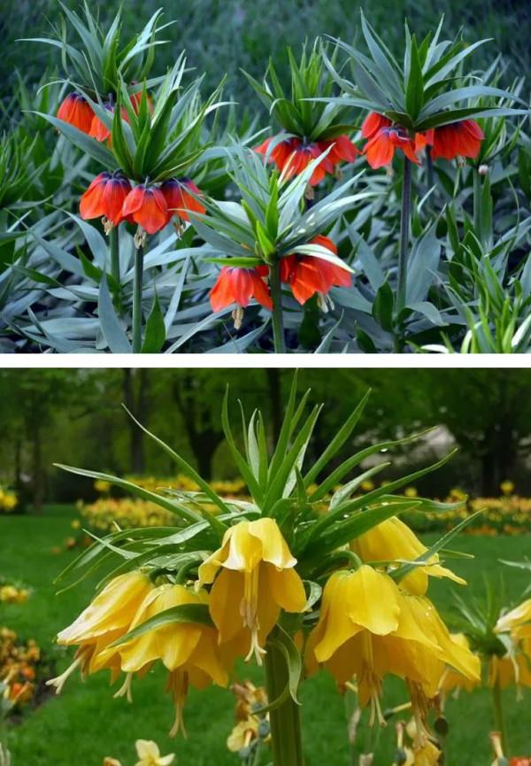 終於搞懂貝母這種植物了