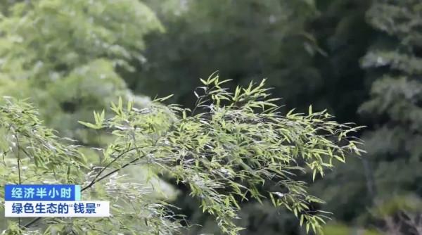 5萬畝竹林，每年光賣“空氣”能掙70萬元？！咋回事