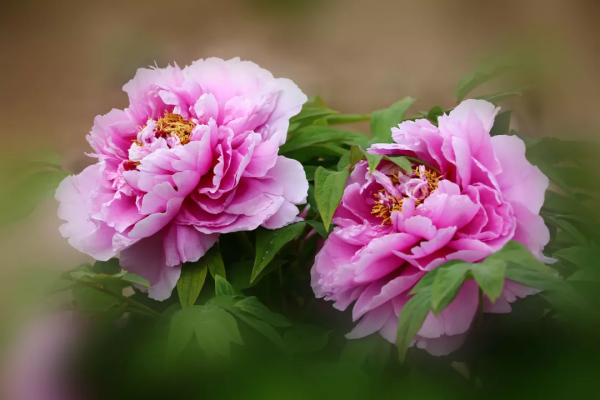 中國古今十之最,長見識了! 中國古今十之最,長見識了!