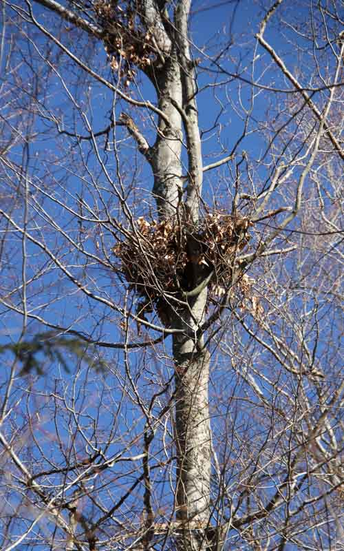 冬天樹上的鳥窩裡，跑出一隻小松鼠，它是去偷蛋麼？