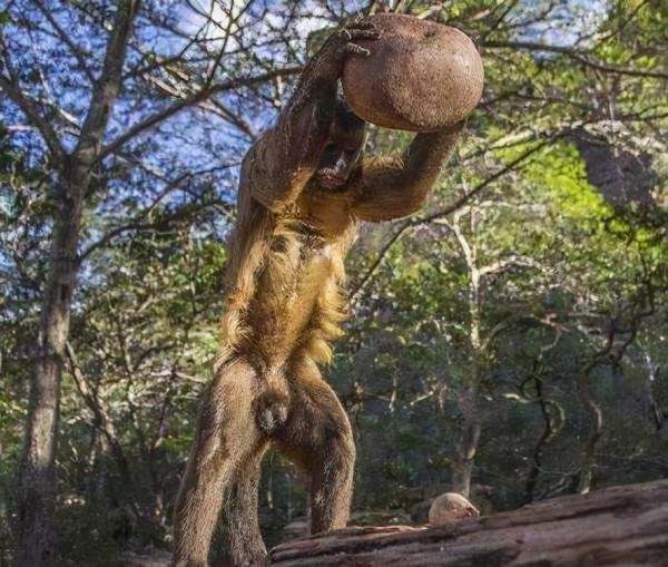 巴拿馬猴群進入“石器時代”，雌雄分工明確，恐會進化為新人類？