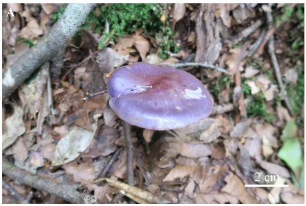 全球新物種,你見過嗎? 全球新物種,你見過嗎?