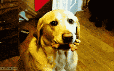 拉布拉多太過肥胖，要怎麼給它減肥呢？