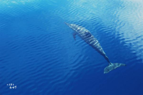 這個國家對中國人非常友好，可免籤停留4個月，它是“無癌之國”