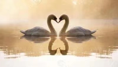 甜蜜開年 | 浪漫一生