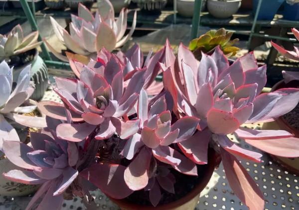 一年一度曬秋時,一年一度曬肉時 一年一度曬秋時,一年一度曬肉時