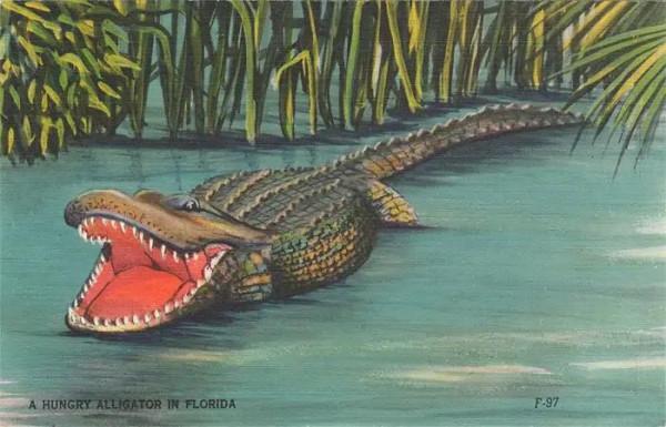 鱷魚好圖大雜燴 鱷魚好圖大雜燴