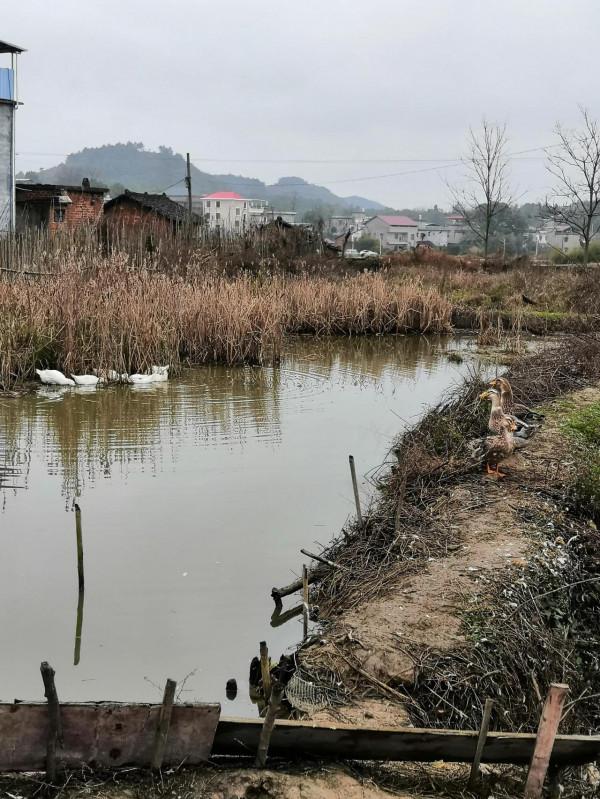 外婆家的可愛鴨鴨