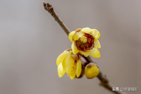 2022新春遊園&mdash;&mdash;植物園賞花