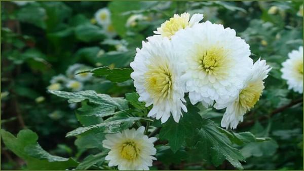 愛喝茶的花友們，為什麼不在家養一盆好看還好喝的植物呢？