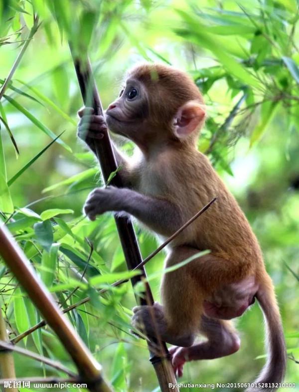 老虎怕“漏”(民間幽默故事) 老虎怕“漏”(民間幽默故事)