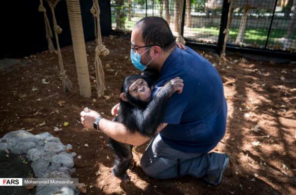 伊朗黑猩猩棄嬰被人類撫養長大，它卻被自己的同類殺死了