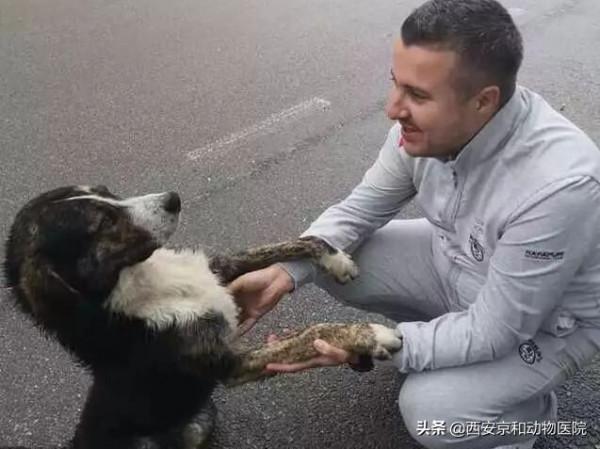 盤點世界上最愛狗的城市