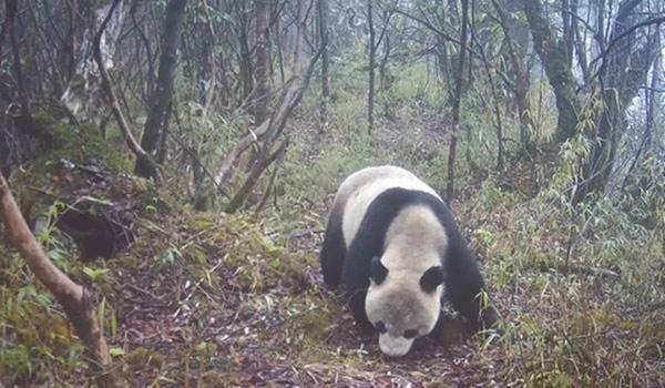 野生大熊貓增多，會跑到其他國家，變成非中國獨有物種嗎？
