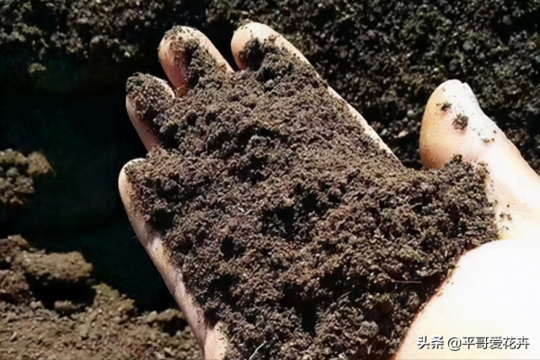 冬天出門撿點“垃圾”，拿回家扔盆裡，啥花都很喜歡，你試過嗎