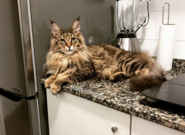 貓界最通“人性”的6種貓，你對它好，它會陪你一輩子