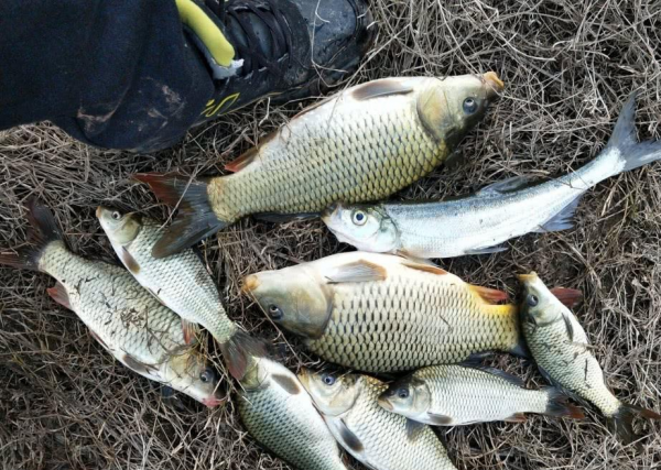 晚冬釣水庫，做到這幾點，天氣雖冷，漁獲卻不會少