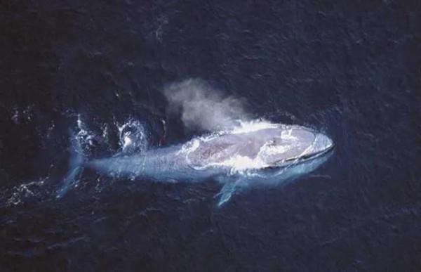 動物冷知識2:鯨魚不是魚