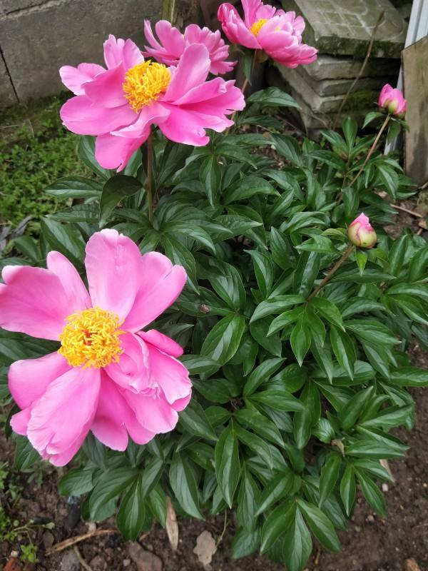 初春去花市，4種花再便宜也不要買，買回家養不了多久就死