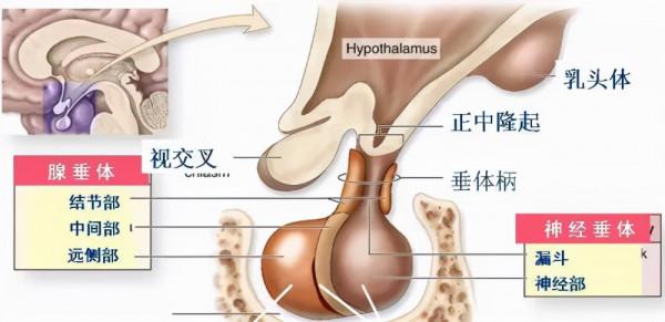 26歲女子“困”在兒童身體裡像被“凍齡”!醫生:腦子裡“零件”壞了,修不好 26歲女子“困”在兒童身體裡像被“凍齡”!醫生:腦子裡“零件”壞了,修不好