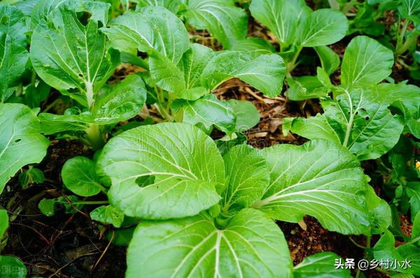 蔬菜招蟲只會噴農藥？教你個好方法，生物防治無殘留、殺蟲廣