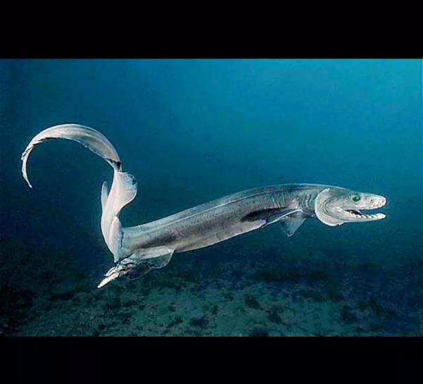 世界上最原始的鯊魚，就是醜了一點點