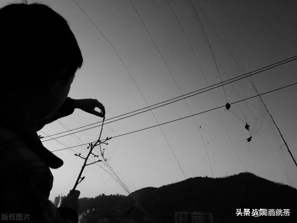 猖狂的賊——傷了人，偷了狗，不急不慌往外走