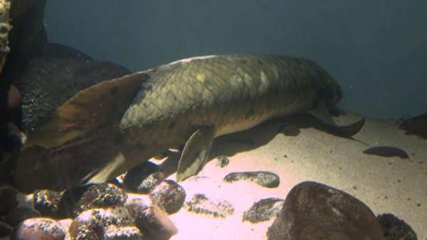 90歲高齡？美國加州現世界最長壽養殖魚