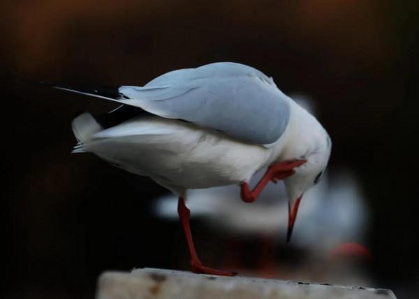西北塞上江南——秋天