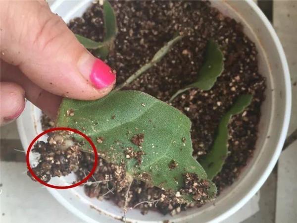 “人間富貴花”大巖桐，大半年都在開花，摘片葉子撒土裡就生根