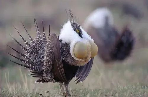 自帶飯勺的小鳥全網刷屏,更獵奇的這些你知道多少? 自帶飯勺的小鳥全網刷屏,更獵奇的這些你知道多少?