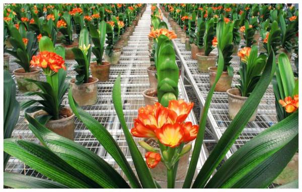 10大“旺財花”,不僅寓意好,還利於健康能“養人”,值得擁有 10大“旺財花”,不僅寓意好,還利於健康能“養人”,值得擁有