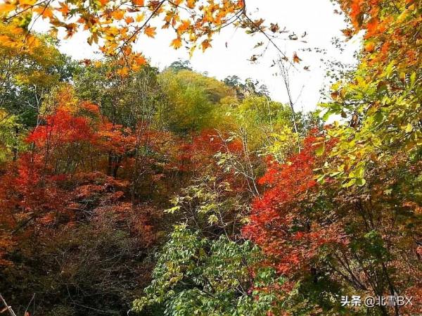 七絕•逐夢秋色（新韻）