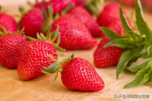 草莓促花芽分化用打什麼藥？草莓催花用什麼肥料好？