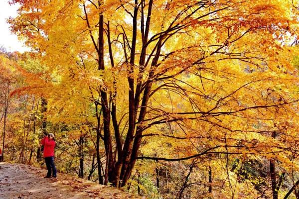 彩林之秋 | 觀山觀水觀紅葉,來旺蒼尋“醉”美秋色~ 彩林之秋 | 觀山觀水觀紅葉,來旺蒼尋“醉”美秋色~