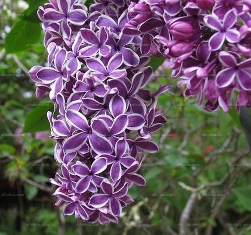歐洲丁香花不僅香味濃郁，東北能地栽越冬，還能長成大樹