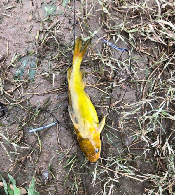 我知道三點釣黃辣丁的方法，像我這種空軍的人都能釣到