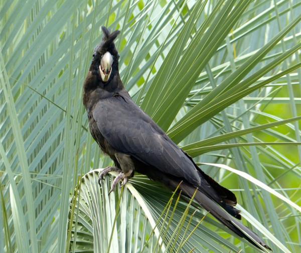 誰是傷害這些樹木的“真兇”?不是啄木鳥,啄木鳥不會這麼粗暴 誰是傷害這些樹木的“真兇”?不是啄木鳥,啄木鳥不會這麼粗暴
