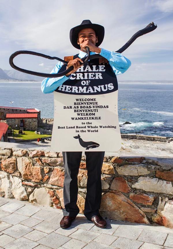 又到一年的觀鯨季，這座小鎮是頂級觀鯨地，3種方式邂逅海洋巨人