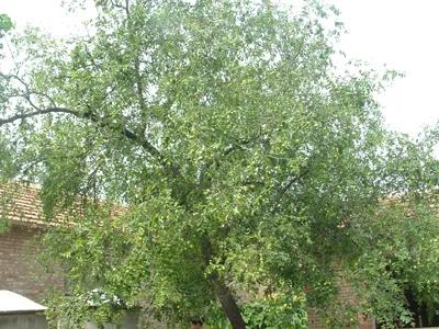 農村七零、八零後都幹過的“壞事”你幹過幾件？