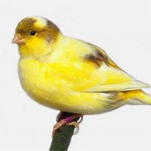 分享圖片&mdash;&mdash;美麗的金絲雀集錦