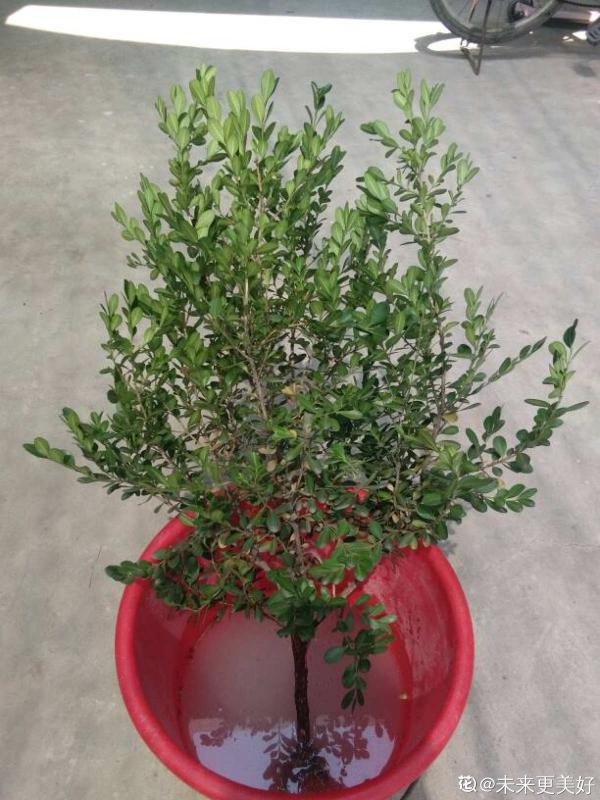 1種“天然矮”的植物,無需矮化,打造天然的瓜子黃楊盆景 1種“天然矮”的植物,無需矮化,打造天然的瓜子黃楊盆景