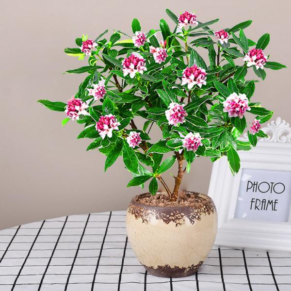 客廳想養“健康花”,建議從這12種裡面選,不僅養人,還大氣吉祥 客廳想養“健康花”,建議從這12種裡面選,不僅養人,還大氣吉祥