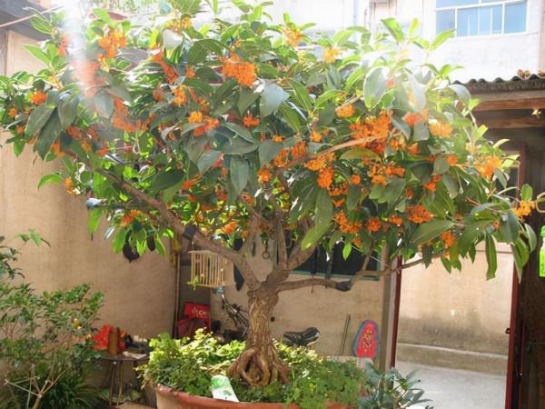 人養花，花亦養人！8種能“吃”的花，漂亮又美味，建議養一盆