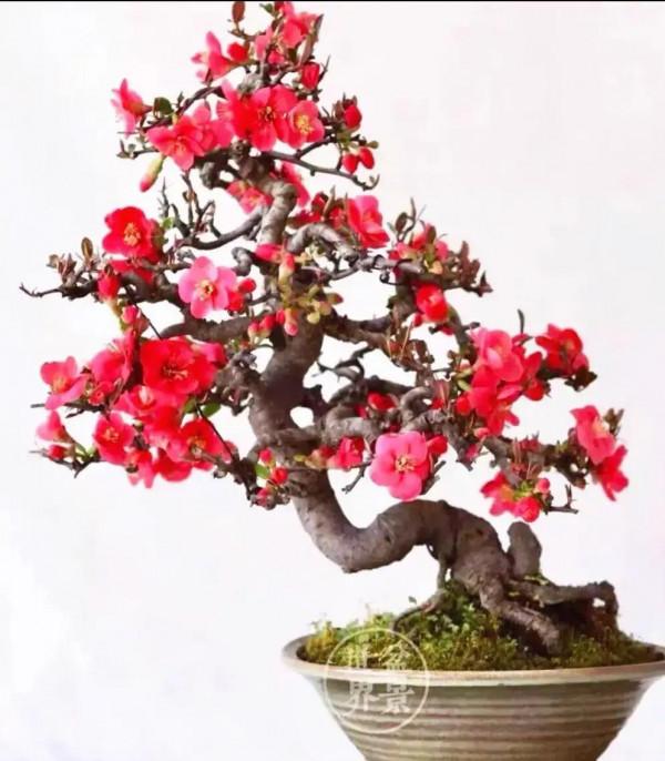 分享~~~小盆景 大世界 小巧玲瓏 精美絕倫 冬日裡一抹紅 美醉啦
