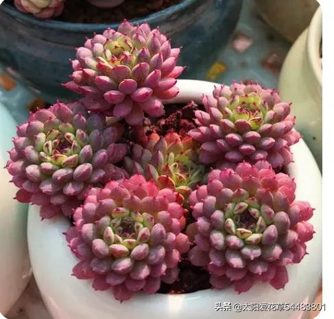 分享6種超級好養的多肉，輕鬆養爆盆又漂亮，養再多都不嫌夠