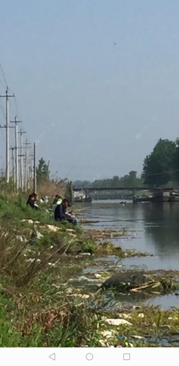 百人競釣黃碼河