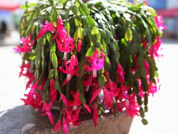 買到帶花蟹爪蘭，“換盆、假植、套盆”三種操作，只有一種是對的