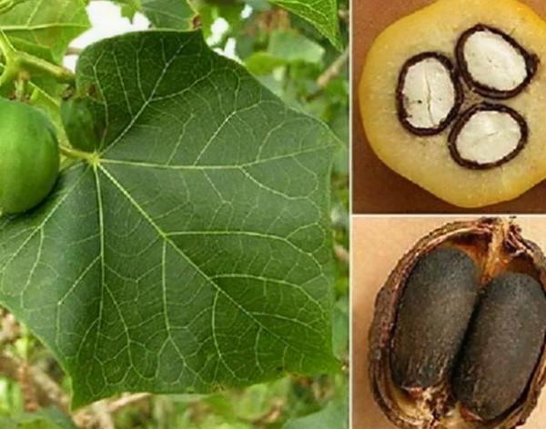 冬天在農村若看到這5種野果,再漂亮也不要採摘,它們毒性還不小 冬天在農村若看到這5種野果,再漂亮也不要採摘,它們毒性還不小